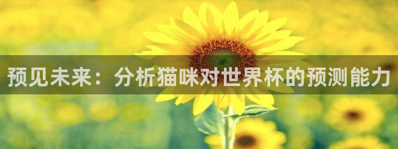 世界杯2026赛程：预见未来：分析猫咪对世界杯的预测能力